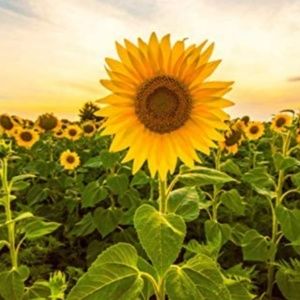 Meet your Posher, Lakmali